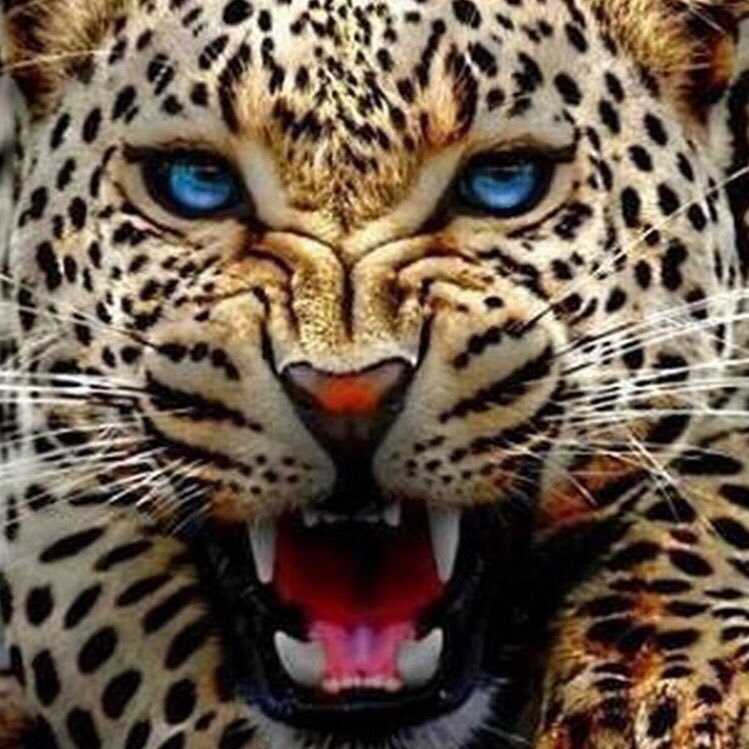 achrafz2013's profile picture. 