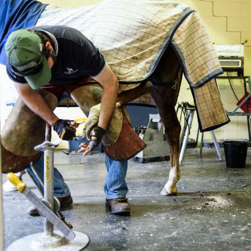 Horse Vet and Farrier