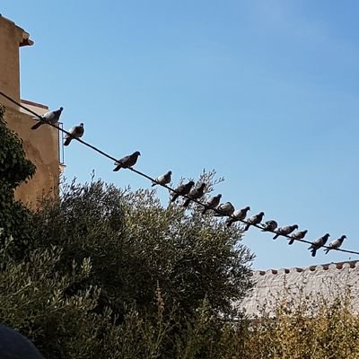 meyercl's profile picture. Enseignant-chercheur #Systèmedinformation Université Gustave Eiffel #innovation #décision #confiance #tierslieux #villenumérique #immobiliertertiaire