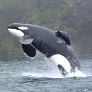 O.R.C.A. (Oceanic Rehab. & Conservation Alliance) Trust/ ORCAforce2020 https://t.co/of5uO2EHhv #Blackfish #FreeMorgan #FreeLolita #EmptyTheTanks #CaptivityKills