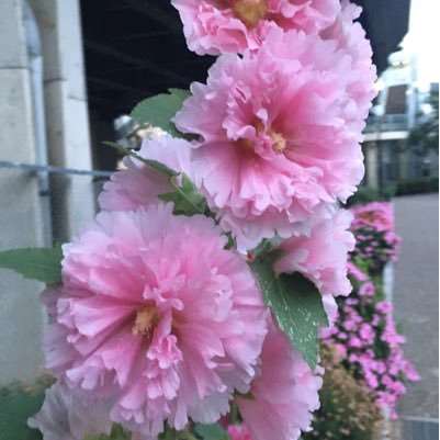 yugao77's profile picture. 会社員で2児の母。お小遣いで2022年11月から日本株投資開始 家計ではiDeCo、NISA(オルカン.S&P500) 等2024年1月から家計で個別株投資開始。 老後の年金の足しに高配当株中心。 決算は読めない為、詳しい人の話を参考にした、何となく素人投資です。