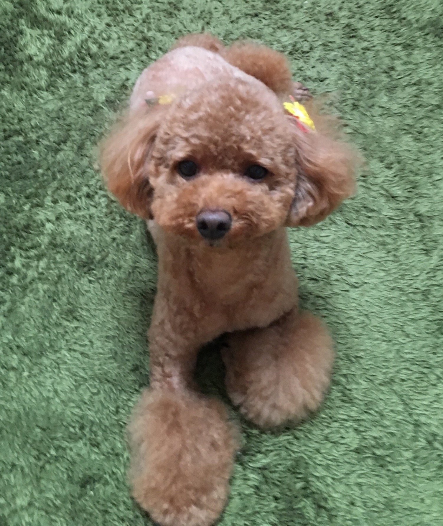 adapi0709's profile picture. 