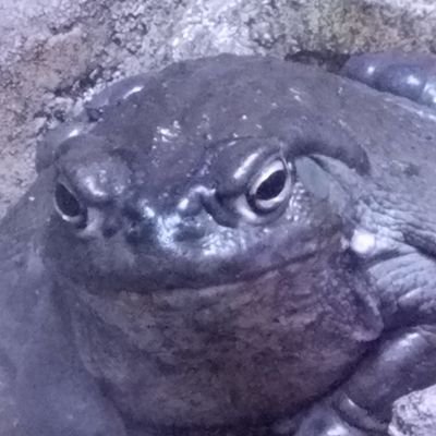 ethan_hanina's profile picture. Professional Archer 🏹
#1 in Cali for compound🎯🥇🏹
Pro Overwatch🎮
Voltron Trash🐅🐆