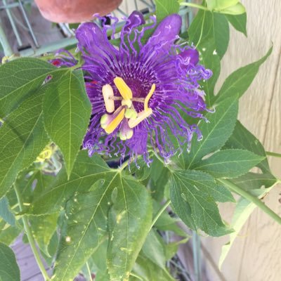 I love my family, plants and life.
