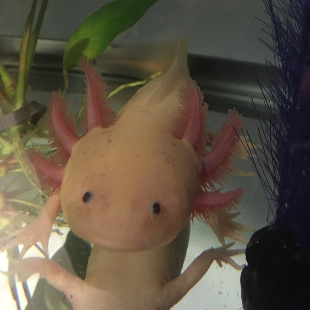 AxolotlYourself Profile Picture