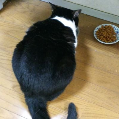 gorugorubatyohu's profile picture. お取引は令和に入ってから始めました。
お取引兼日常の事を呟きます。
成人済社会人です、よろしくお願いします。