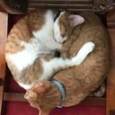 Brandon Jeffords - @fracadon - Twitter