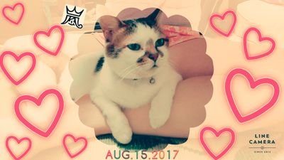 mmaakkuunnnn830's profile picture. 🐱名前🎵まぁ（オス）
😻年齢🎵推定12歳
😼ポッチャリ🎵拾い猫です😹いい写真があればアップしていきます✨💕