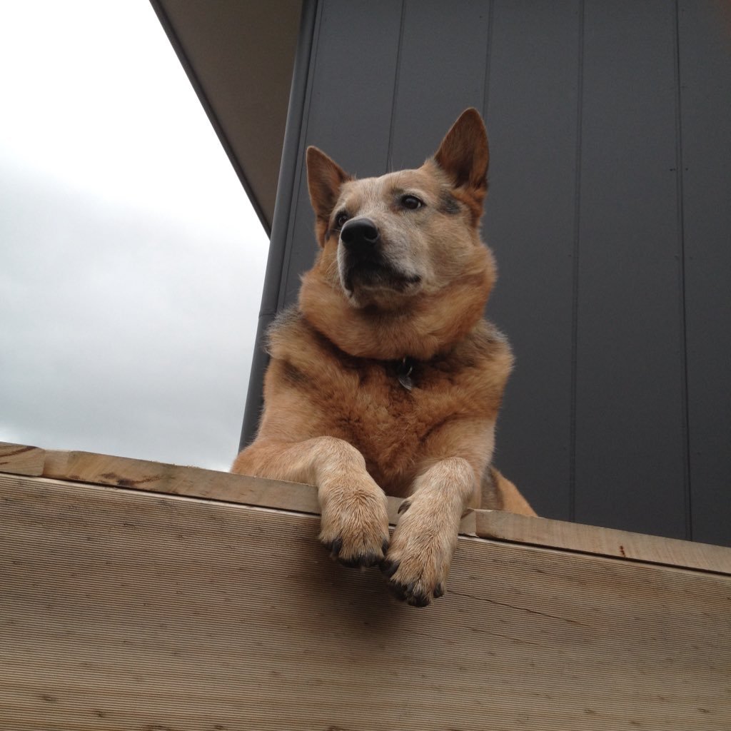 RobNewta's profile picture. Education consultant. Saints supporter. Proud husband and father. Part owner of Carter the wonder blue heeler