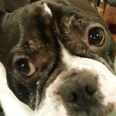 distefanobaz's profile picture. têtu et véritable écorché vif  je n'aime ni les cons ni les ignares ni les parvenus ni l'injustice du coup je n'aime pas grand monde et je l'écris.