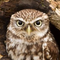 Ian Buchan （イアン・バカン） (@mild_planet) Twitter profile photo