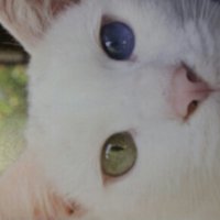 蓮根(はすね)プリズン (@junehappy1957) 's Twitter Profile Photo 蓮根(はすね)プリズン (@junehappy1957) 's Twitter Profile Photo