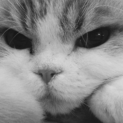 _damageienvy's profile picture. 🤙 professional hugger || hardcore on the inside, fluff on the outside 💎|X|✨📦 || rts and sometimes art