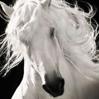 Princess Sauvage (@princess_caru) 's Twitter Profile Photo Princess Sauvage (@princess_caru) 's Twitter Profile Photo