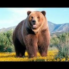 loteanimalitos's profile picture. 