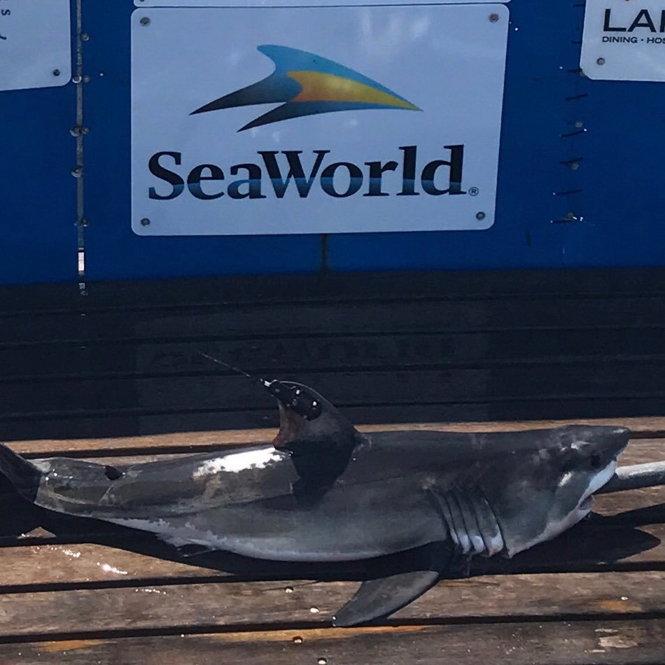 Male juvenile white shark tagged by @Ocearch, with the support of @SeaWorld, and helping the world learn more about my species!