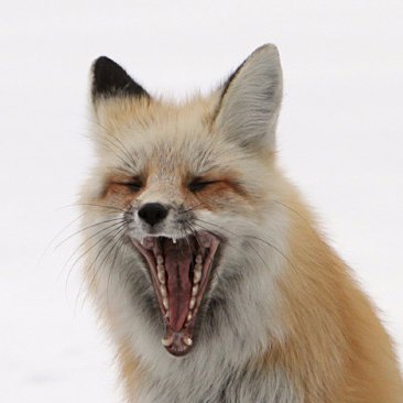 なれたら　いいなさんのプロフィール画像
