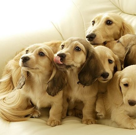 puppieelove's profile picture. 