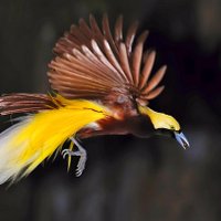 Kumukala (@kumukala1) 's Twitter Profile