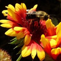 Dr. Hawkins (@montaltobiology) 's Twitter Profile