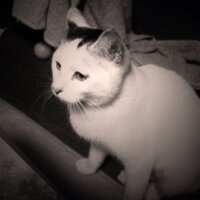 バンナイ リョウジ (@mataro_neko) 's Twitter Profile