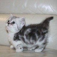 Muffy Muffin (@muffinbeauchamp) 's Twitter Profile Photo Muffy Muffin (@muffinbeauchamp) 's Twitter Profile Photo