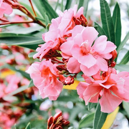 毒草bot レンゲツツジ ツツジ科ツツジ属 北海道南部から九州まで日当たりのよい草原に多く自生する 全木に痙攣毒を含み 呼吸停止を引き起こすこともある 花の蜜を摂取し中毒する例が報告されている 主な毒成分はジテルペンのグラヤノトキシン