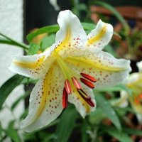 イリヤ (@illya830) 's Twitter Profile Photo