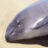 strandings's profile image