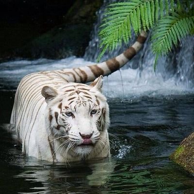 NChandrasegar's profile picture. 