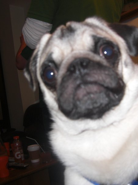 chazthepug Profile Picture