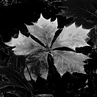 銀の葉 (@silverleaftip) Twitter profile photo