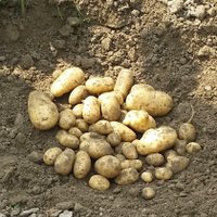 Biotech Potato (@ftfpotatopjt) 's Twitter Profile