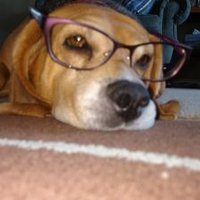 Bathsheba Ward (@bathshebarward) 's Twitter Profile