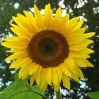 Carola Piazolo (@carola_piazolo) 's Twitter Profile