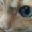 ねこきんのアイコン