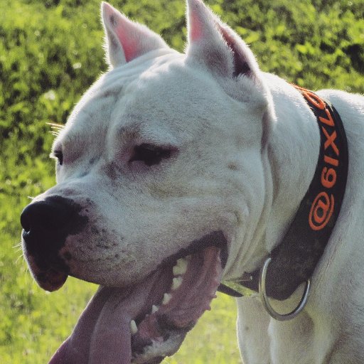 Dogo Argentino and K9 Enthusiasts!
(Website under construction)