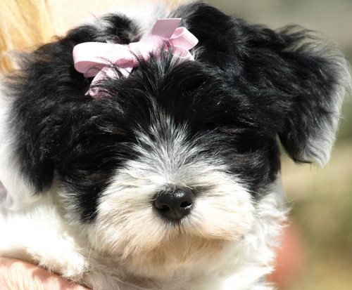 I am a cute little Havanese! I have 11 siblings, mostly toy poodles! We live in the country on a fruit farm. Country life is very fun!