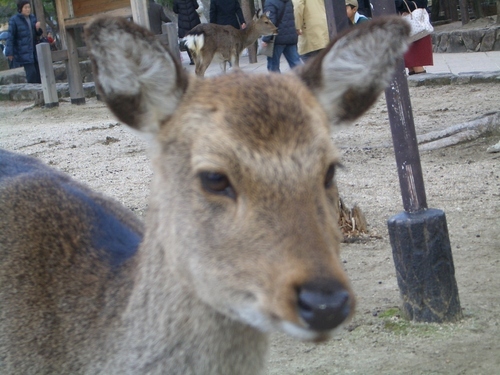 sobanikutama's profile picture. インデックスファンド積立｜ETF｜アメリカ株｜ポイ活｜新NISA｜天安門事件｜六四天安門事件｜Amazonアソシエイト・プログラム参加者 YF4F43YN