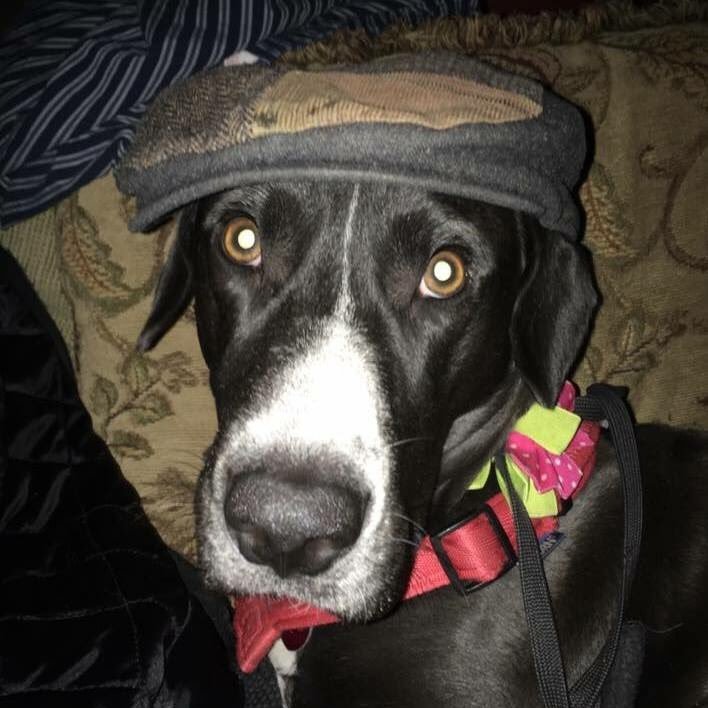 quigs616's profile picture. Comedian so they say