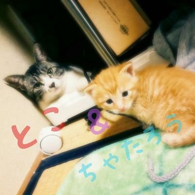 日々癒やされながら猫飼ってます！
猫好きさんと仲良くなりたいです🙋
とこ／ちゃたろう