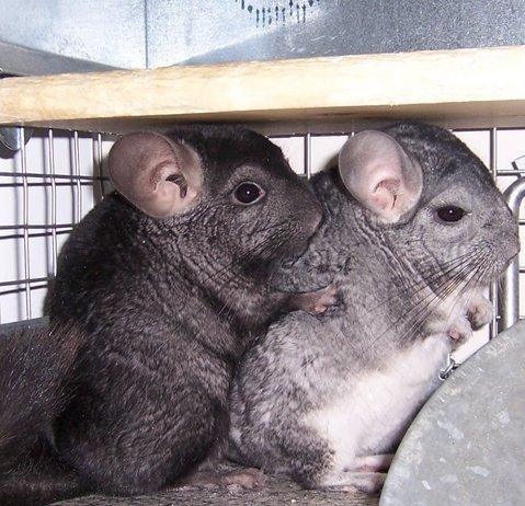 AfterWhat's profile picture. SaHM, mountaineering expert, Sasquatch researcher.