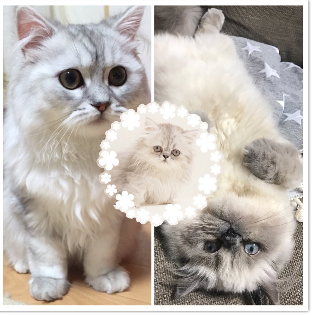 ぎんじとゆめちゃんとぽんみさんのプロフィール画像