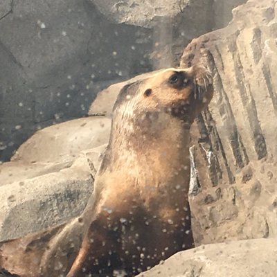 はむれっと 8fj1q Twitter