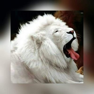 OlusanyaGbenga7's profile picture. Easy going and simply. Loyalty my watchword