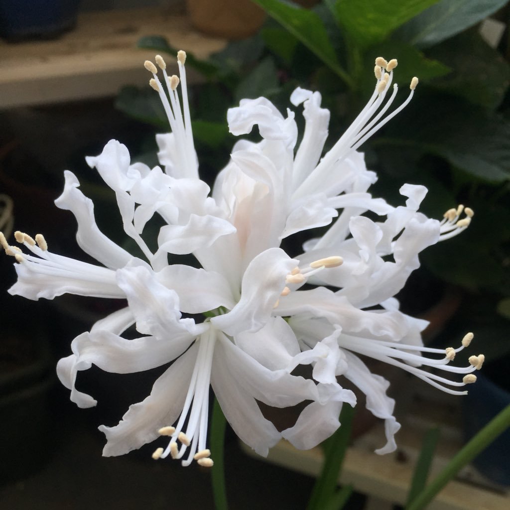 mog_kai's profile picture. 