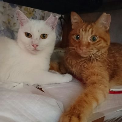 7370124's profile picture. プロレスを愛する猫バカです(^^) 可愛いニャンズとプロレスにパワーもらってようやく生きてます(笑)