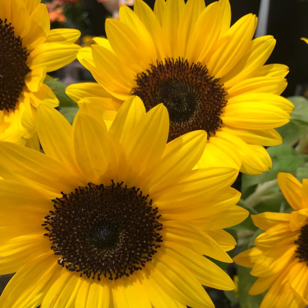 39csslove's profile picture. 2PMジュノ始め、東方神起も。最近は歌舞伎にどハマり。