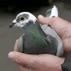 I write for Reuters, which used birds to hatch a communications revolution over a century before Twitter. We had our correspondents file dispatches via pigeon.