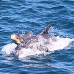 #イルカ猟は残酷  #水族館に行かないで 🙏イルカに会いたいなら、海に行こう 🐬🌊  #イルカ 
#イルカ天使日本 
#太地町  #和歌山日本 
#太地町イルカ追いこみ猟反対
#イルカのハニー
#イルカのハニーを忘れない
ハニーちゃんのこと忘れない！💙🐬🌈